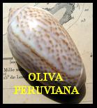 OLIVA ( STREPHONA) PERUVIANA, LAMARCK 1811 